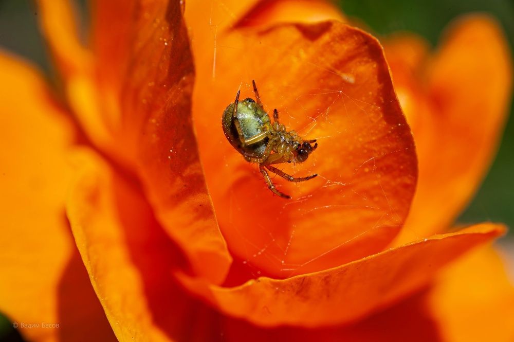 Photograph by Вадим Басов