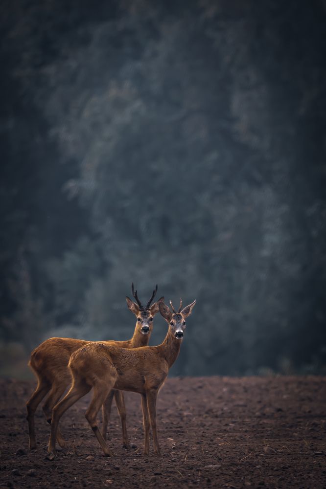 Photograph by Ольга Шайдулина