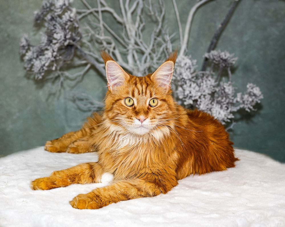 Photograph by NADEZHDA PELYMSKAIA