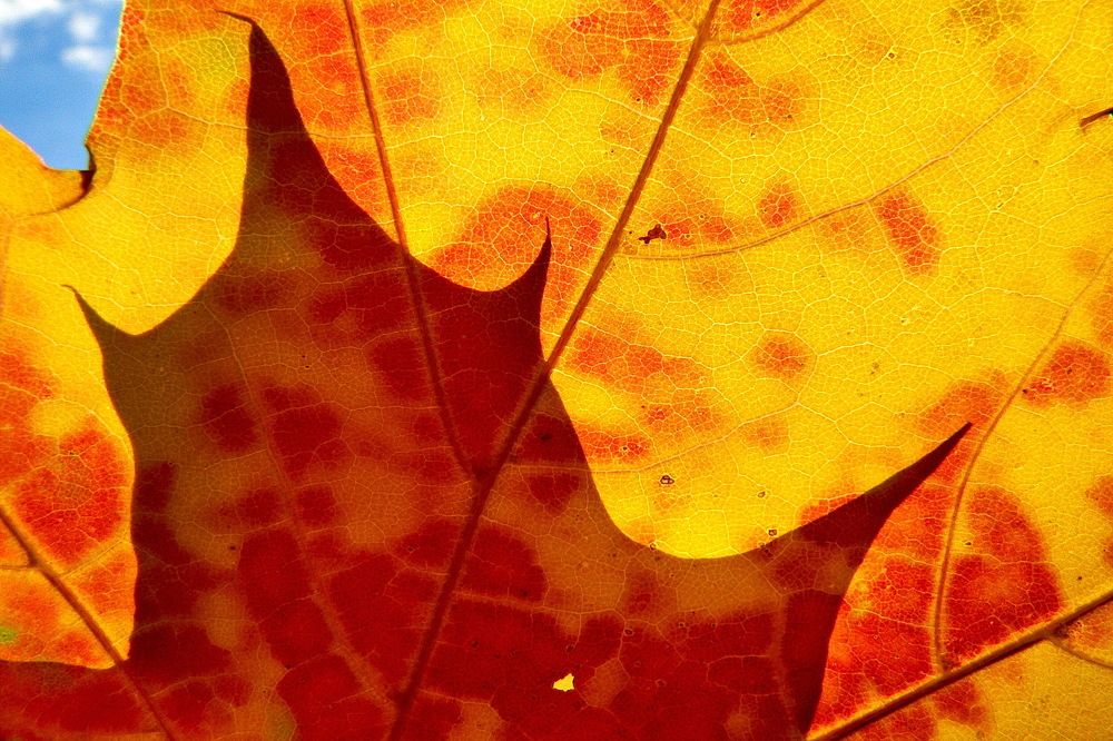 Фотография автора Александр Челмодеев