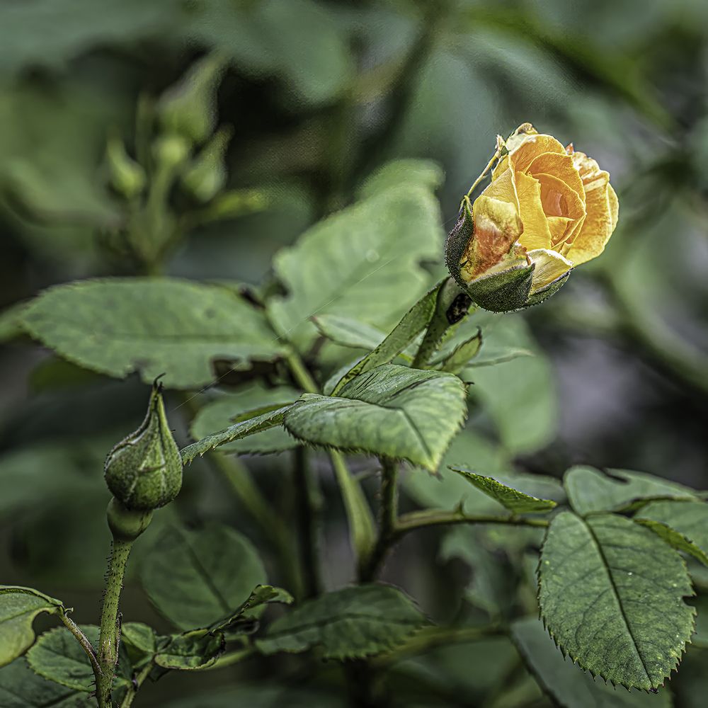 Фотография автора Ray Asiala