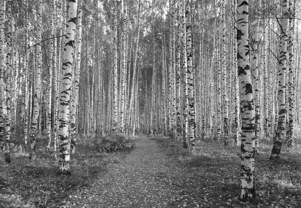 Photograph by PERESHEIN ANDREY