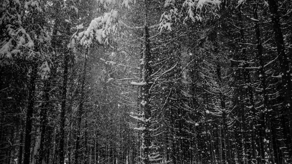 Городской лес (Домодедово)