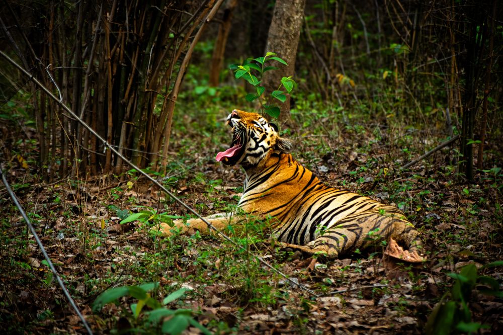Photograph by Sagar Suraj Meshram