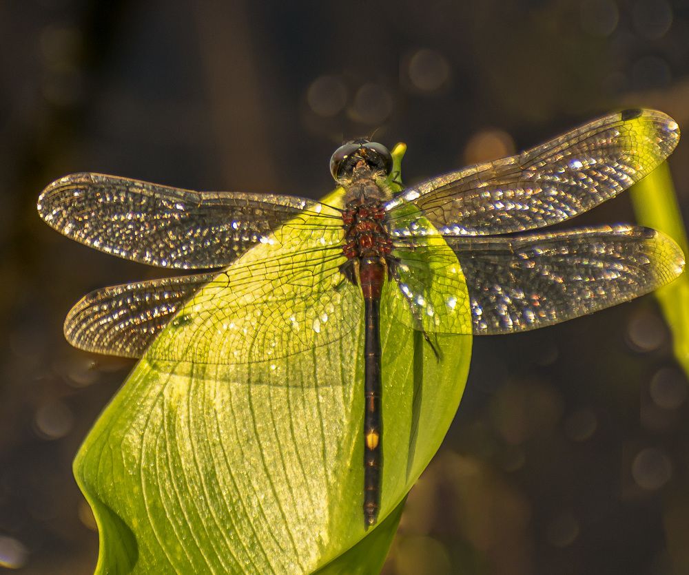 Стрекоза белонос сомнительный