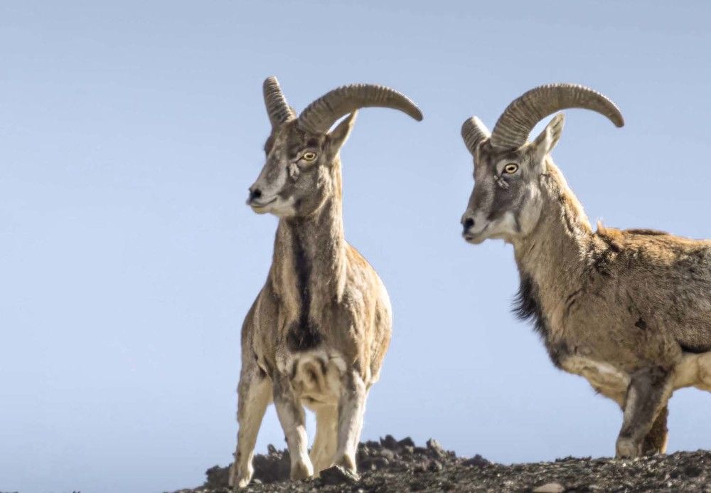 Фотография автора Bhupender Gupta