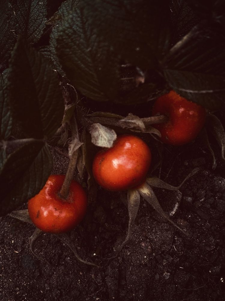 Photograph by Светлана Долганова