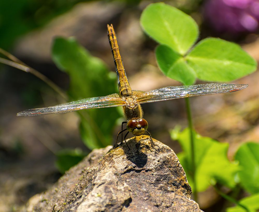 Стрекоза желтеющая