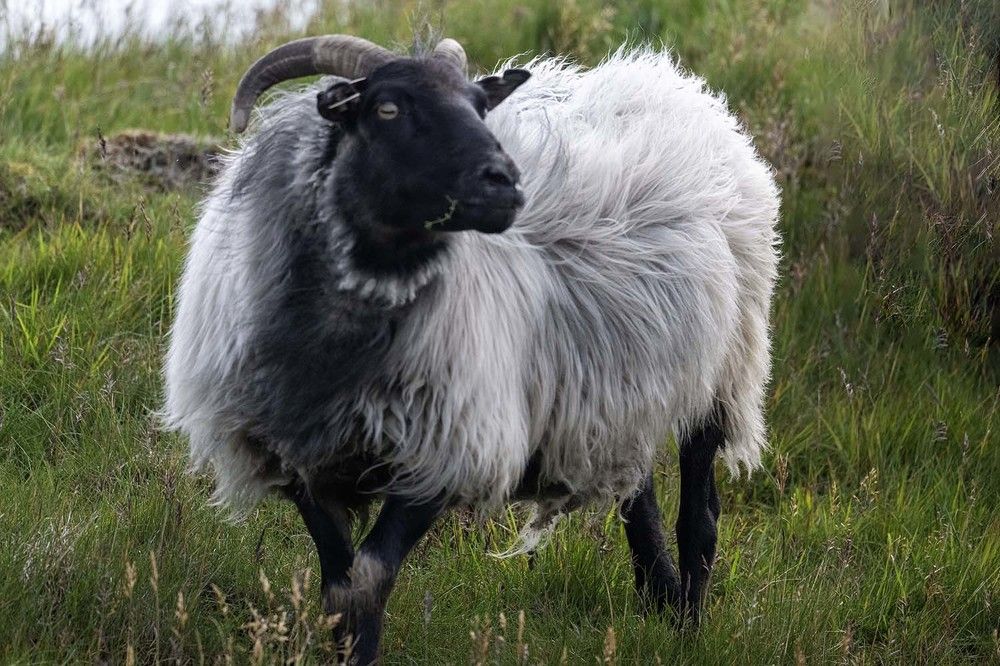 Majestic Grace of Iceland