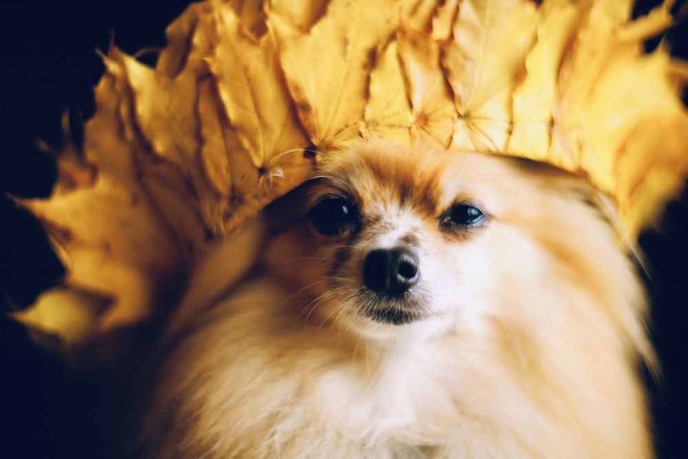 Фотография автора Таша Воскресная