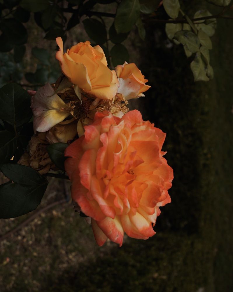 Photograph by Marina Odintsova