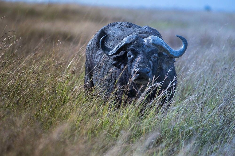 Фотография автора Bhupender Gupta