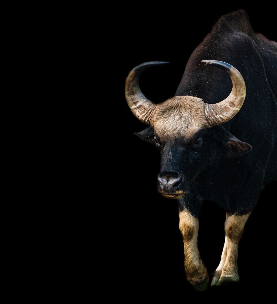 Photograph by Dr.Kaustav Bhowmik