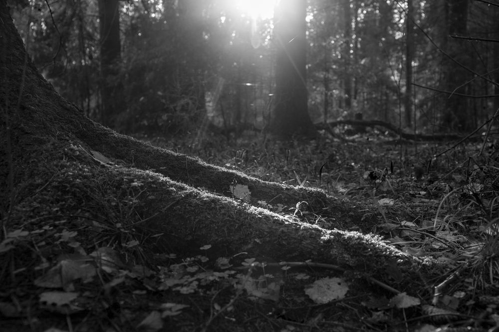 Фотография автора Логвинович Андрей