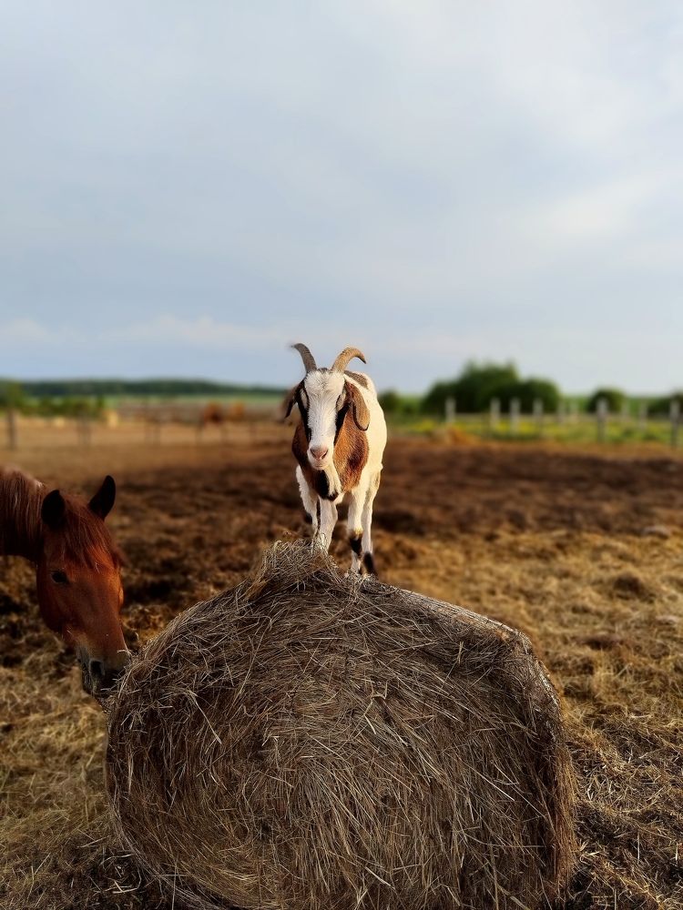 Photograph by Екатерина Ромащина