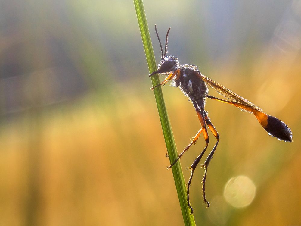 Photo #11515967