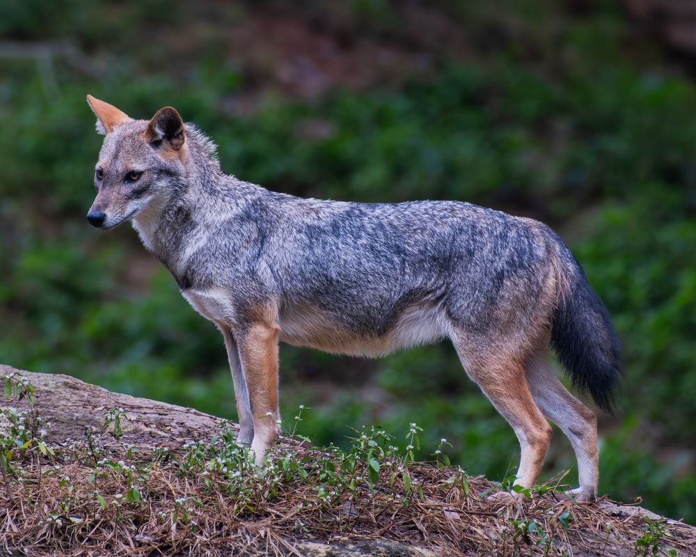 Photograph by Kedarnath M S