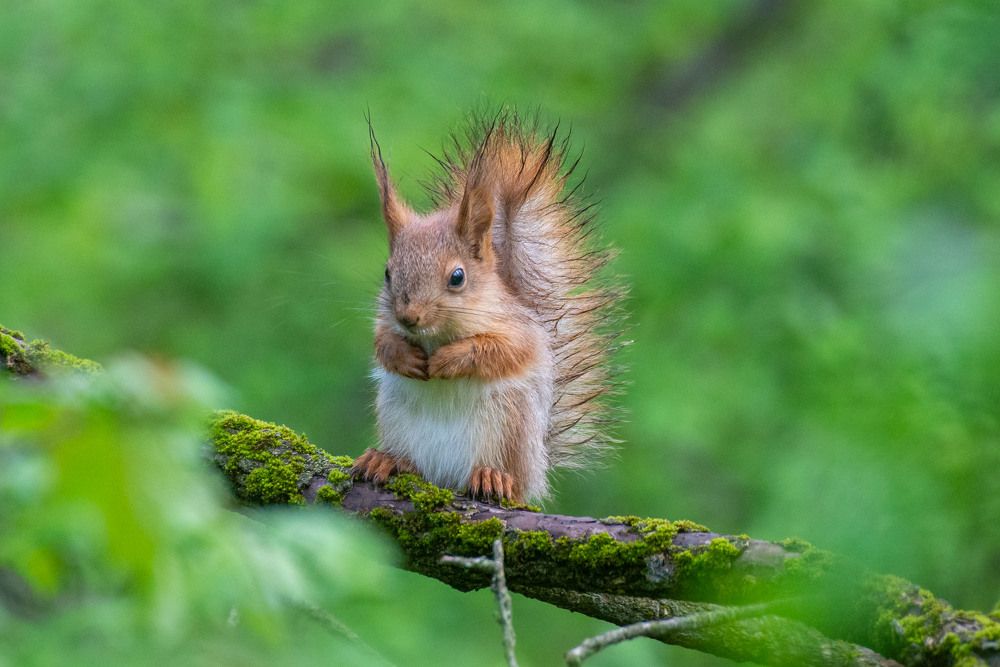 Белка после дождя