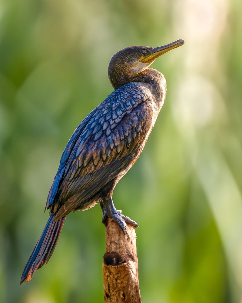 Photograph by Kedarnath M S