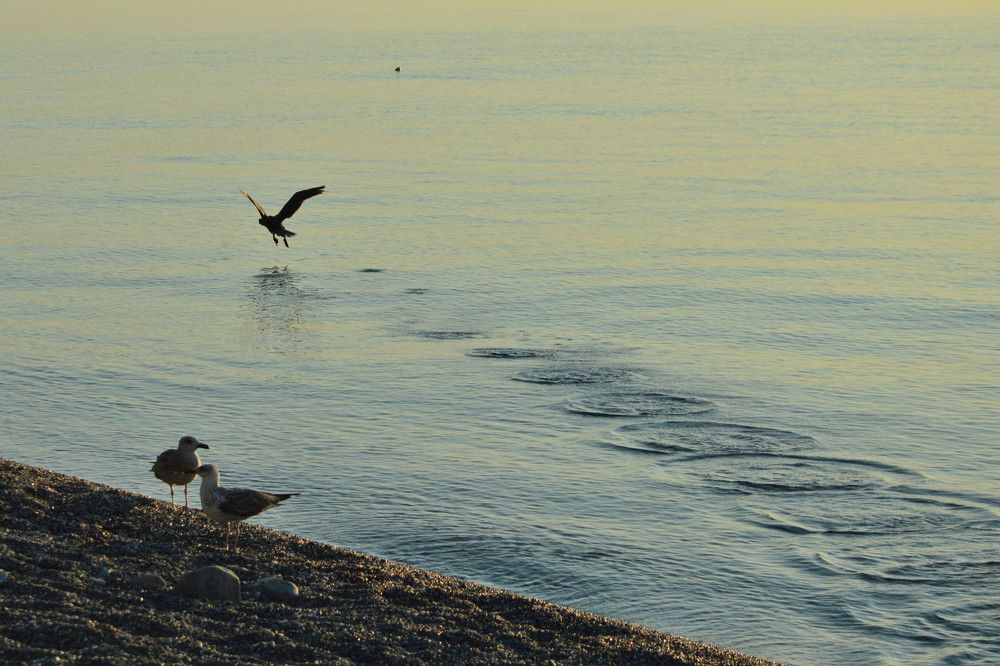 Взлёт баклана