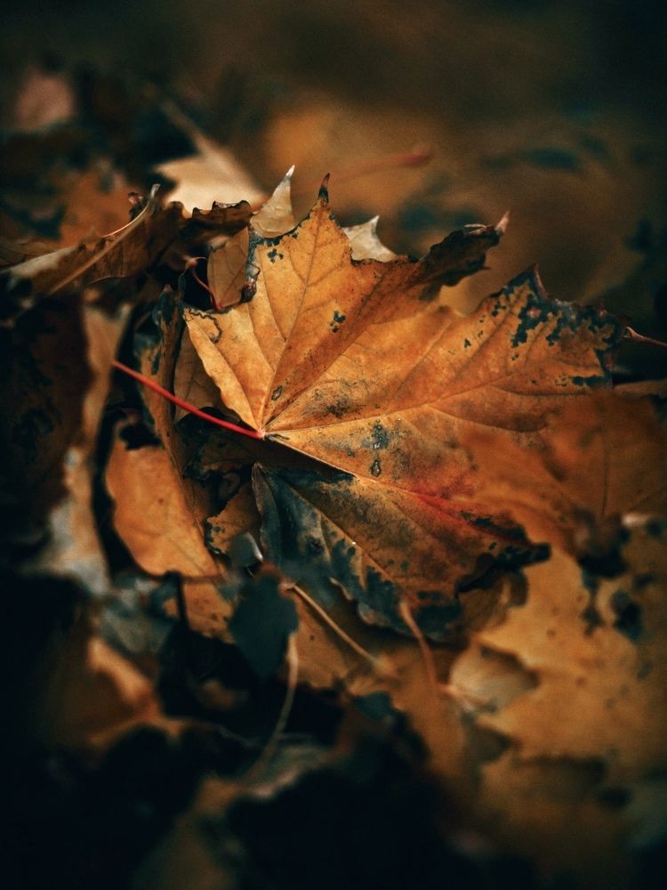 Фотография автора Елена Чиликина