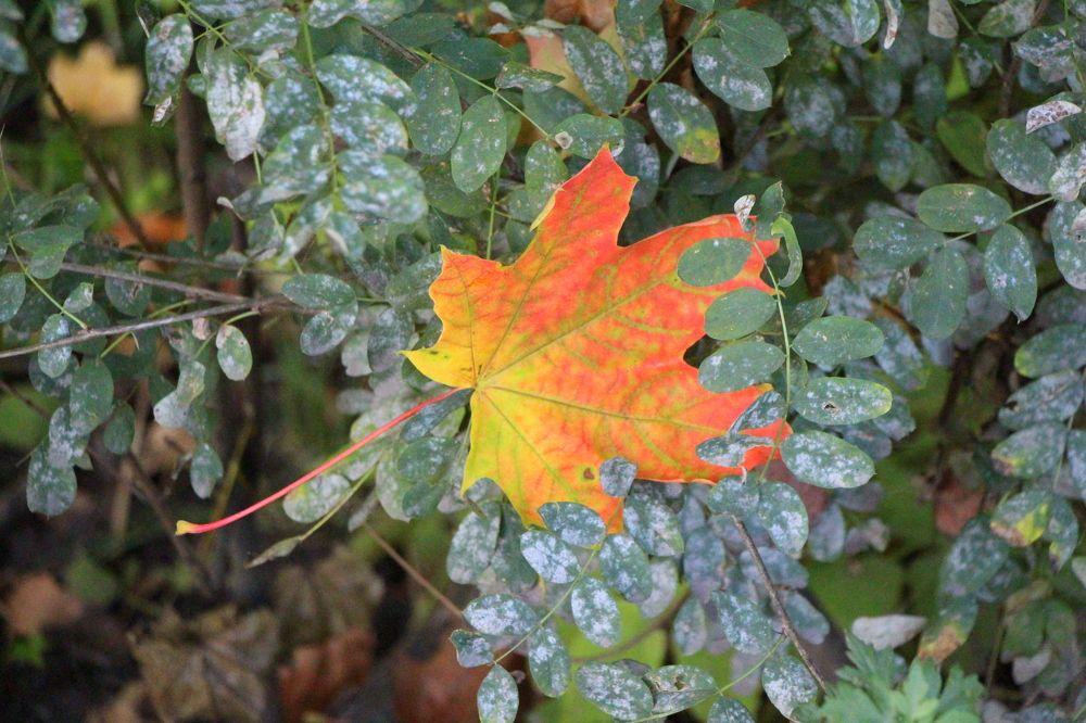 Photograph by Анастасия Бородина