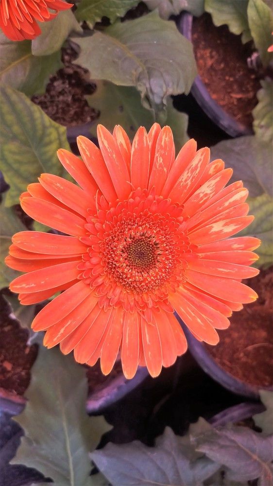 Photograph by Ambewadikar sourabh