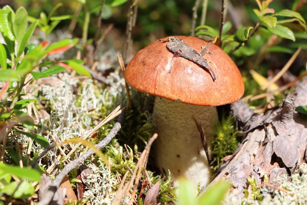 Photograph by Анастасия Бородина