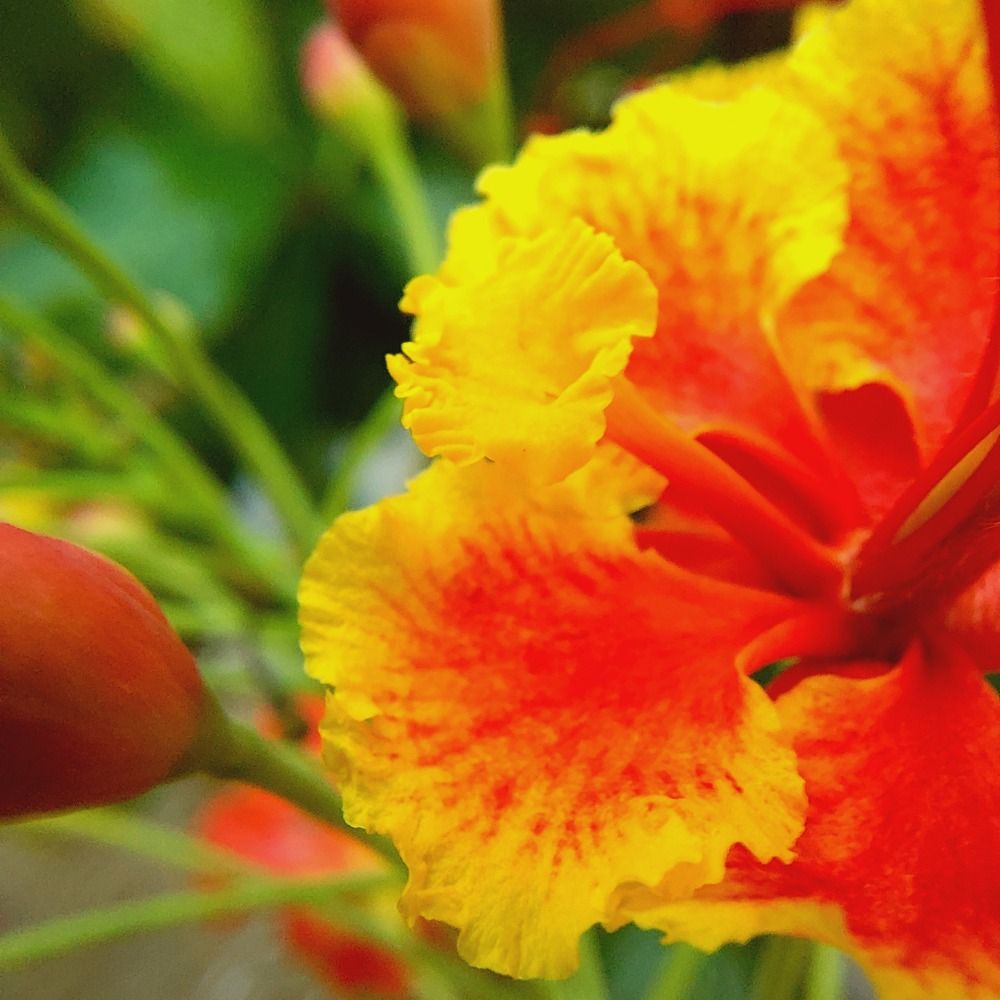 Photograph by CRINALDO REIS