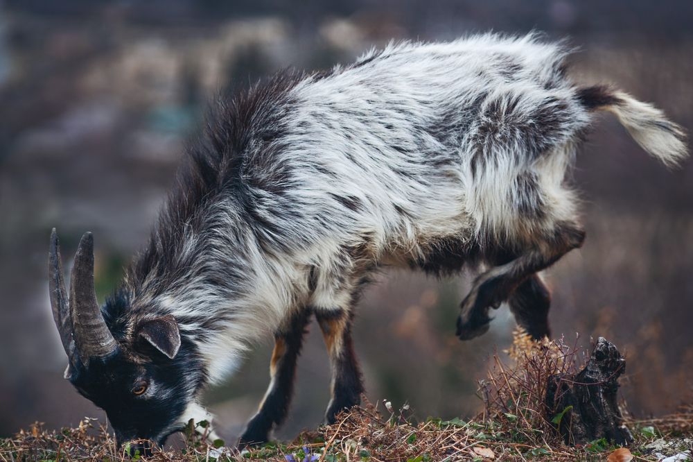 Фотография автора Ману Фалько