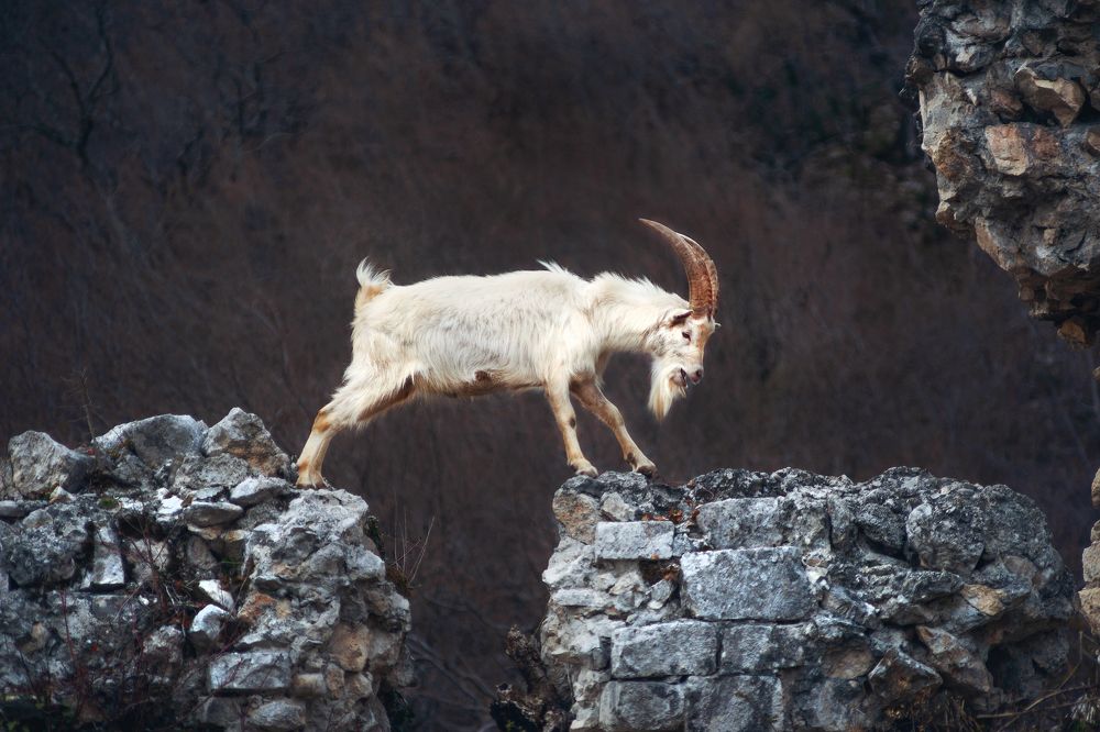 Фотография автора Ману Фалько
