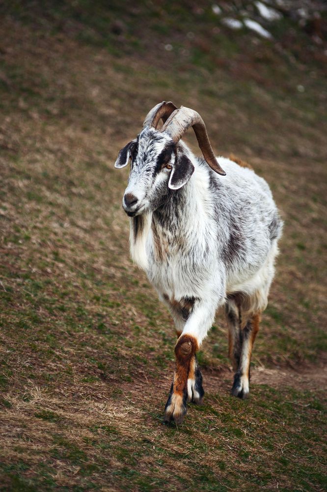 Фотография автора Ману Фалько