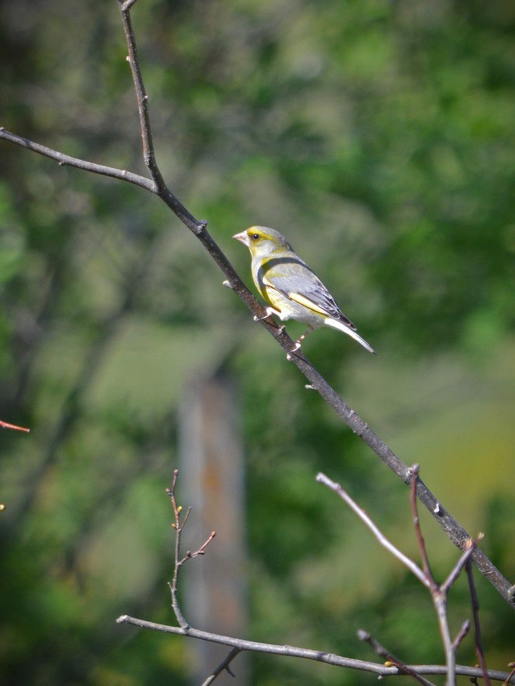 Зеленушка в Подмосковье