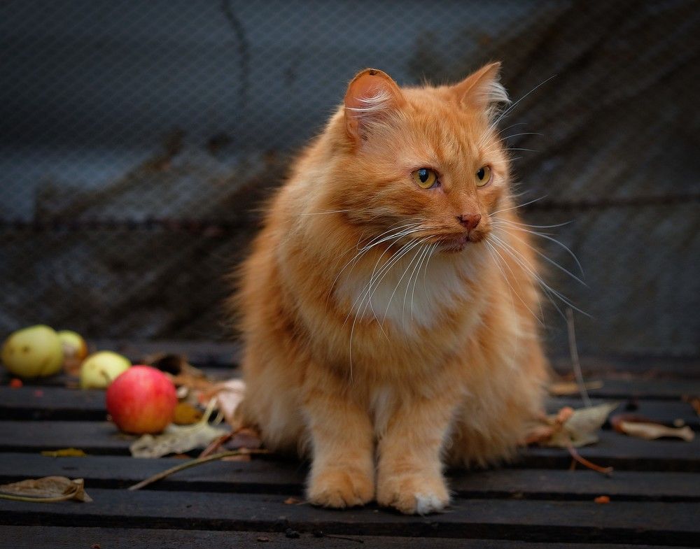 Photograph by Светлана Юрьевна Елагина