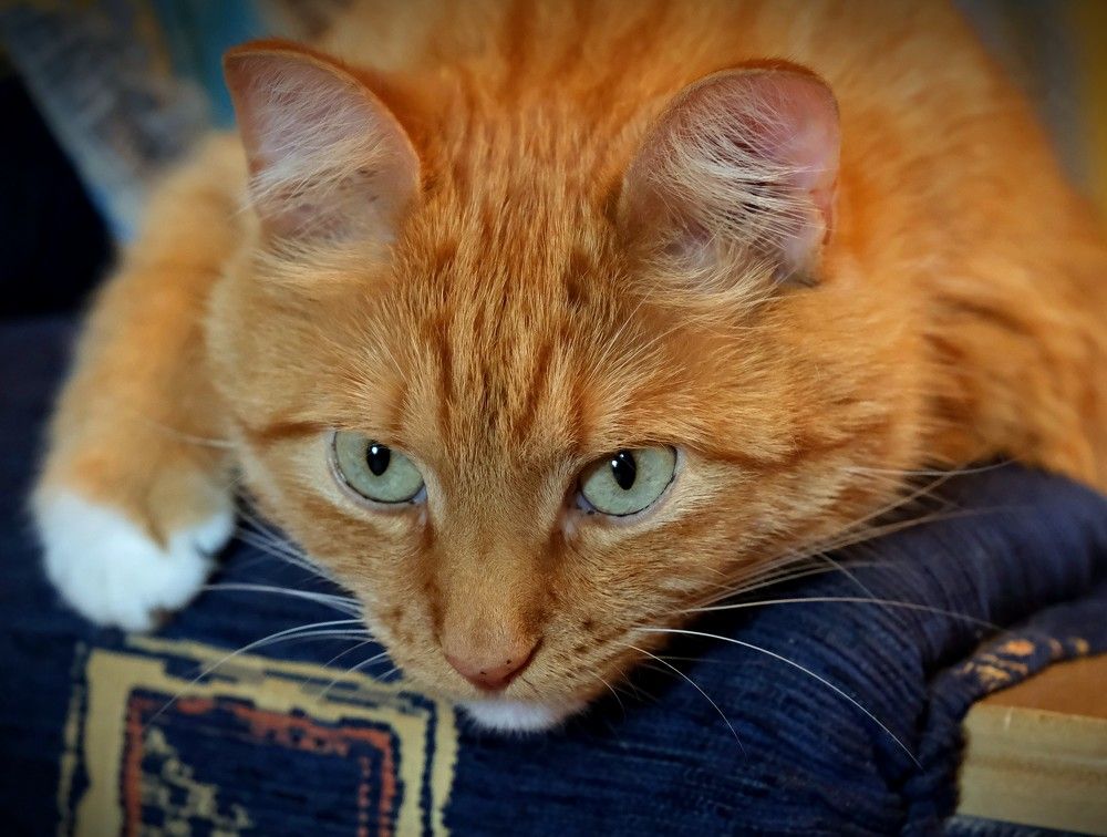 Photograph by Светлана Юрьевна Елагина