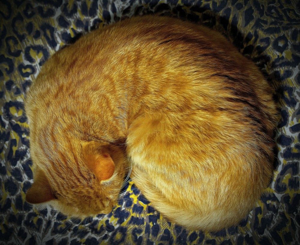 Photograph by Светлана Юрьевна Елагина