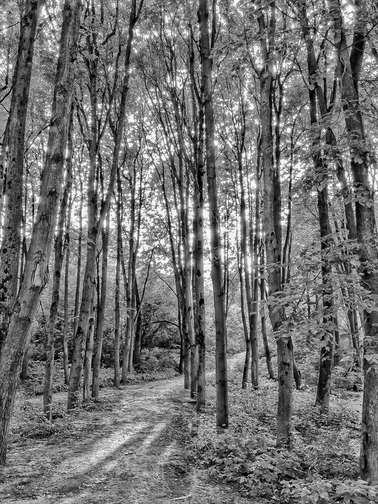 Дикая тропа