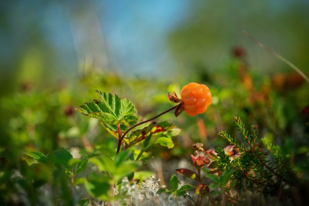 Photograph by Марина Зборацкая
