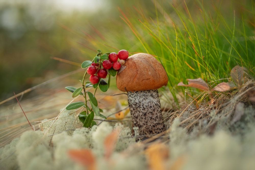 Photograph by Марина Зборацкая