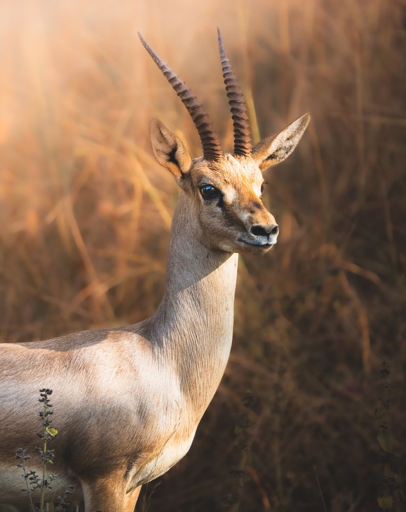 Chinkara: Spirit of the Grassland