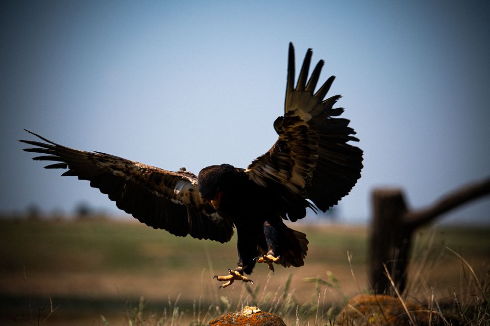 Photograph by Andrea Scheffer