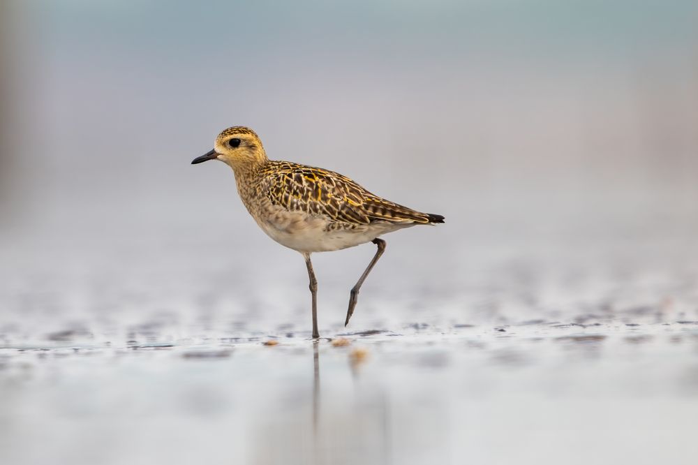 Photograph by LE KHUONG