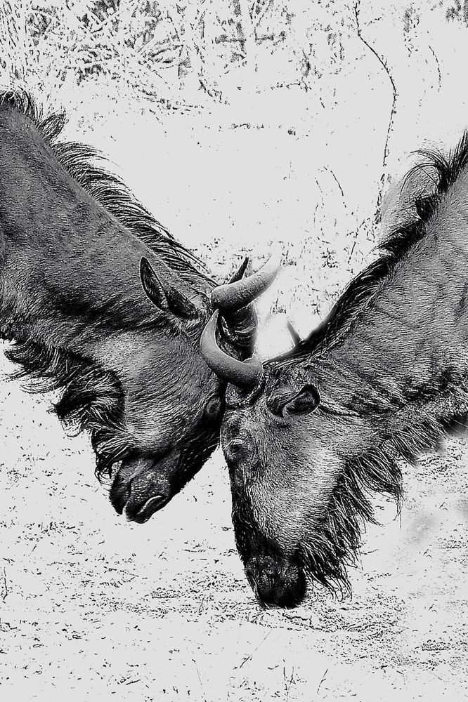 Photograph by Laura Nardo Fueyn