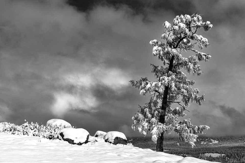 Одинокое дерево