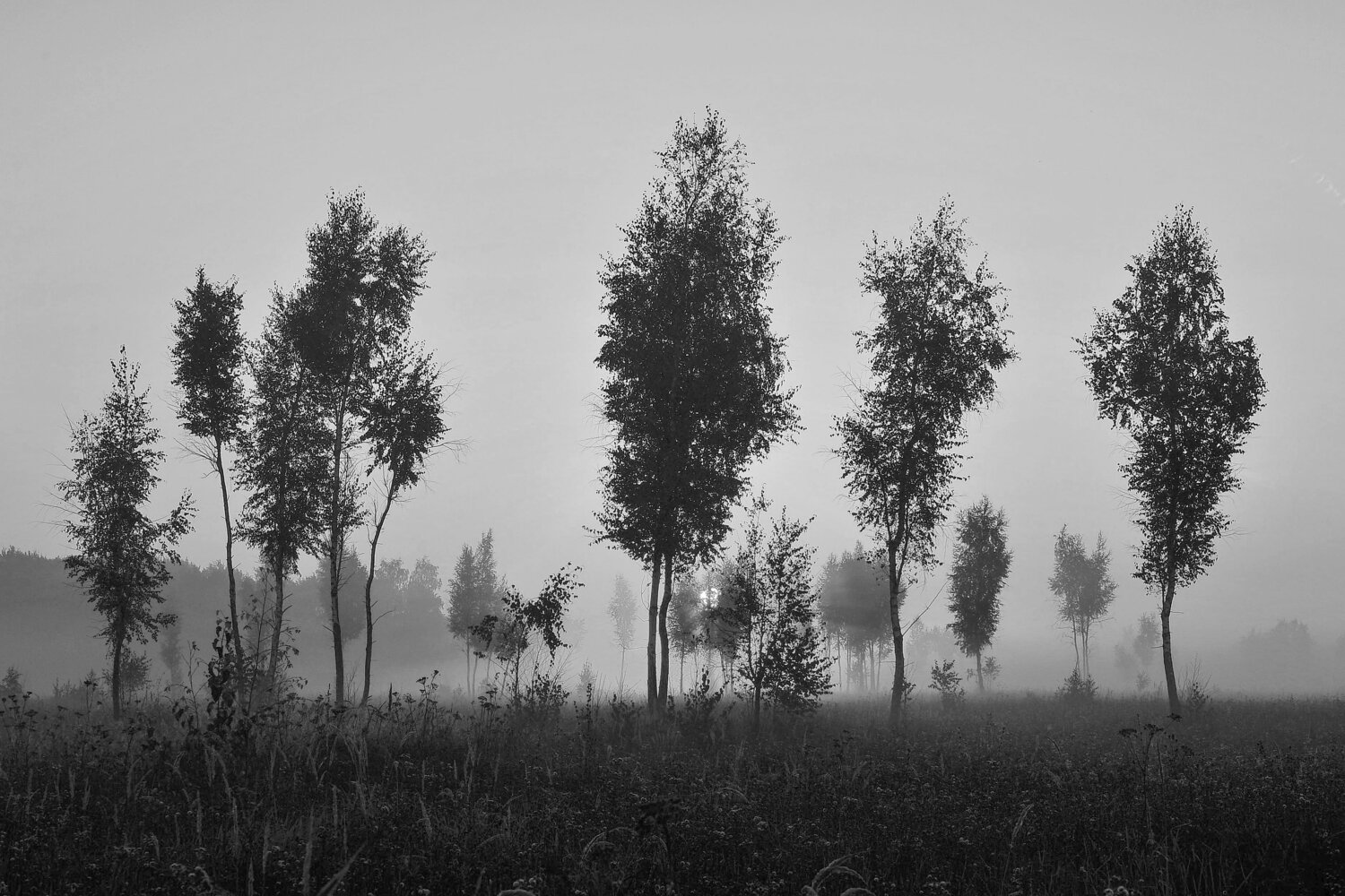 Photo #11517262
