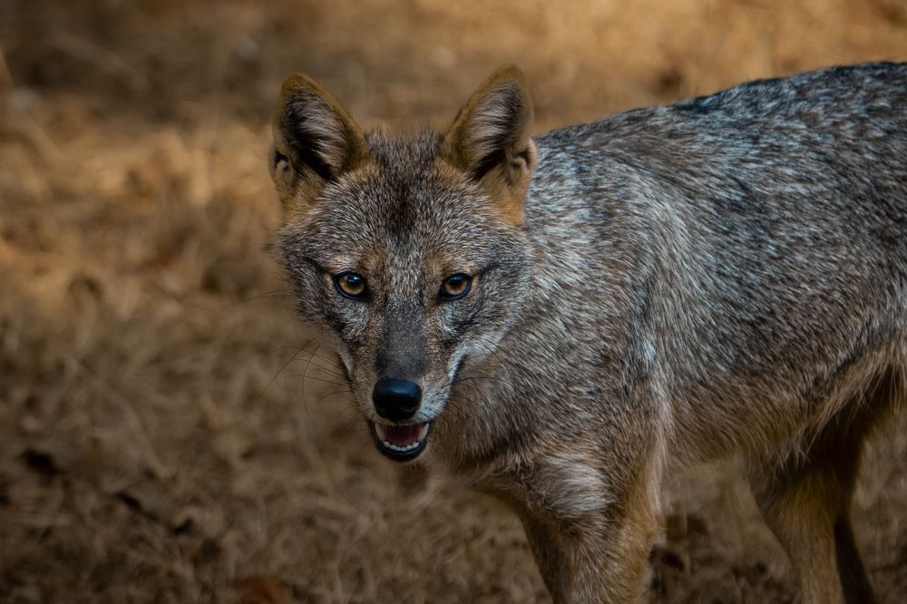 The Golden Jackal