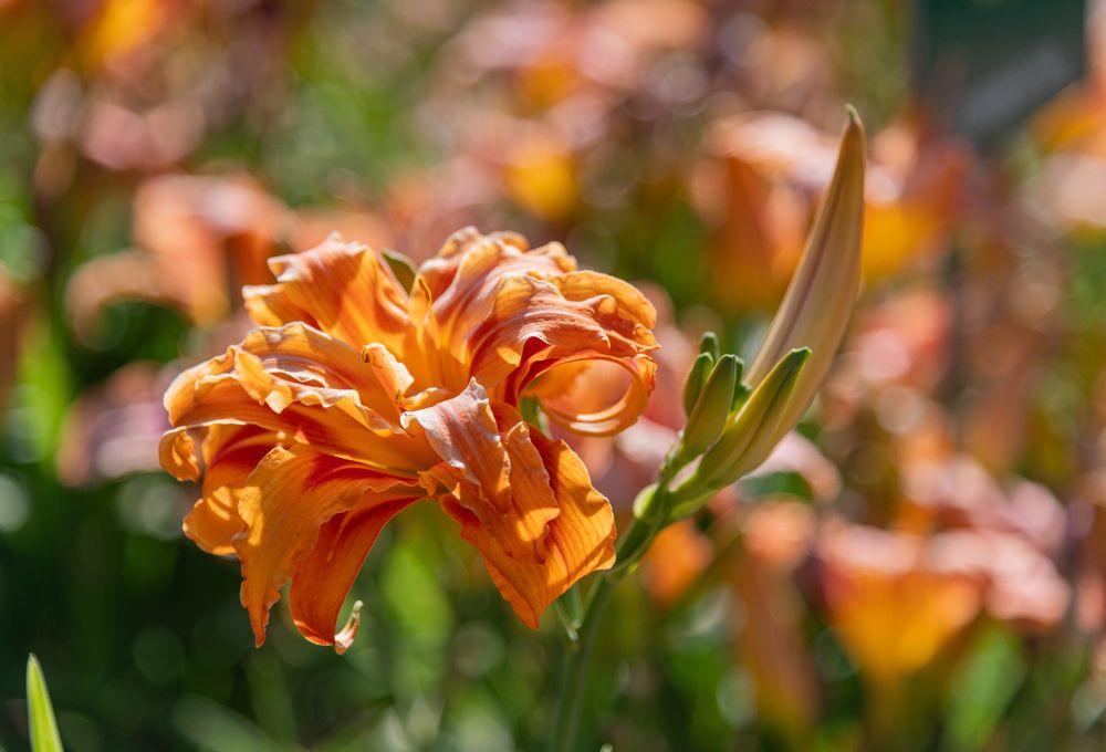 Photograph by Екатерина Крючкова