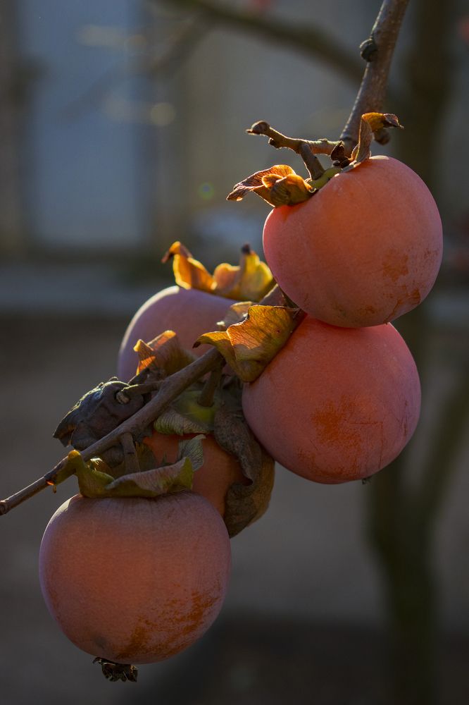 Photograph by Валентина Рябуха