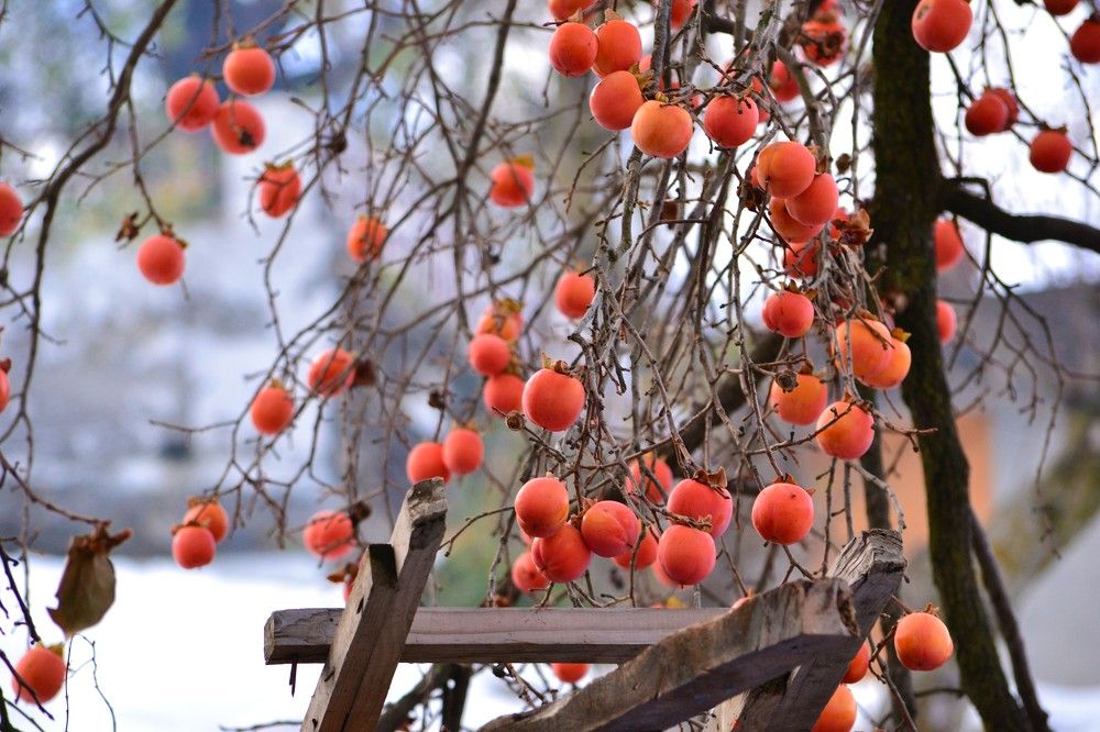 Photograph by Ольга Садохова