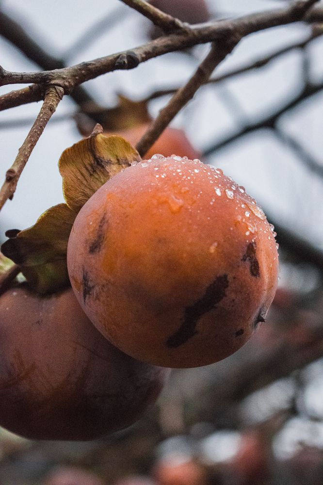 Photograph by Валентина Рябуха